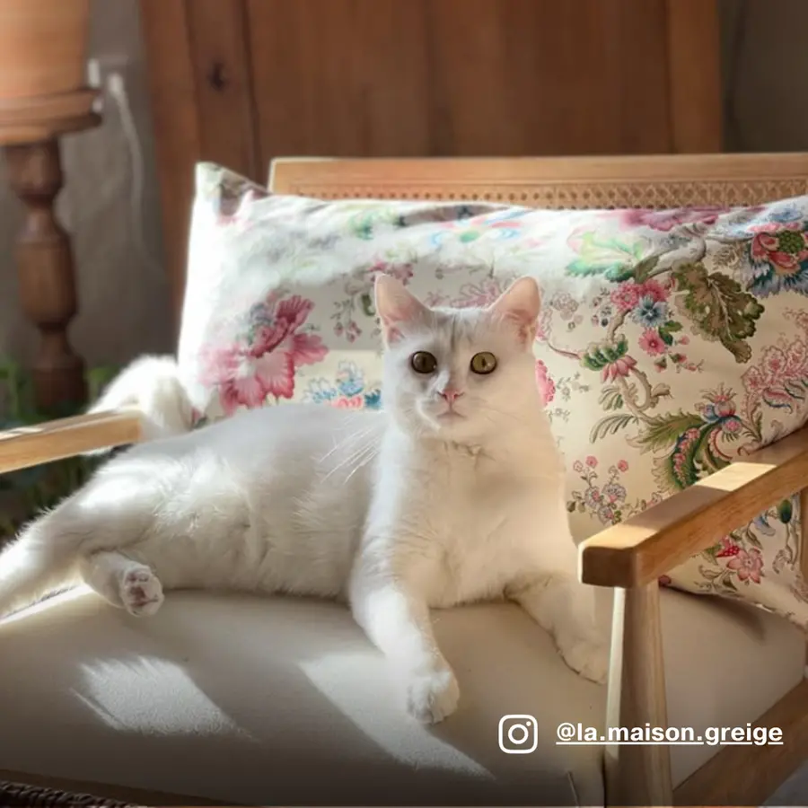 Photo client coussin avec chat