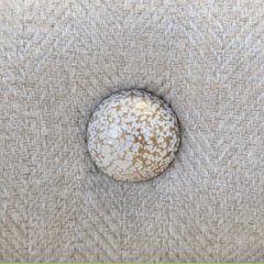Blanc Moucheté